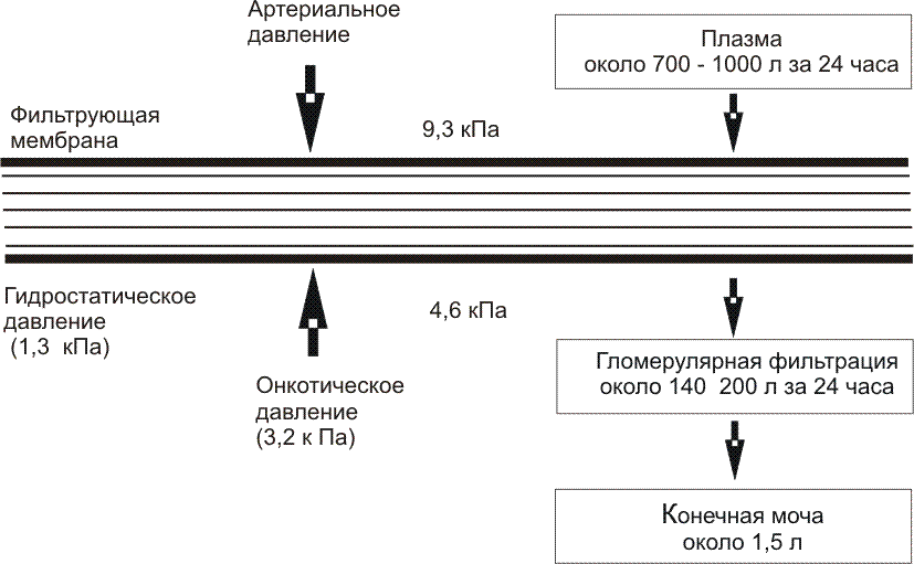 Силы, обеспечивающие фильтрацию плазмы в клубочках почек